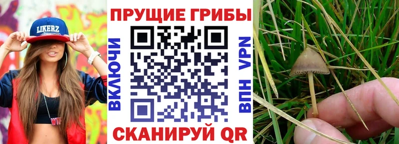 Псилоцибиновые грибы MAGIC MUSHROOMS  Владивосток 